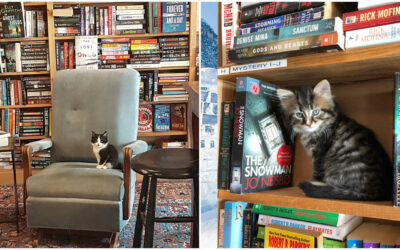 Nova Scotia Bookstore Is Full Of Kittens You Can Play With & Adopt