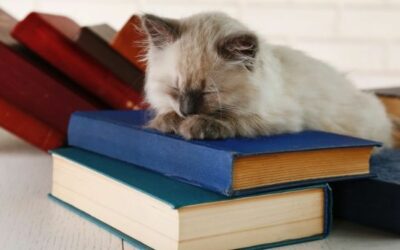 Adopt a Book and a Cat in These Purr-fect Bookstores