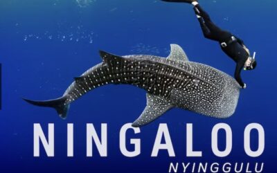 One of the last intact wild places left on earth. Ningaloo through the eyes of writer Tim Winton – ABC Sydney